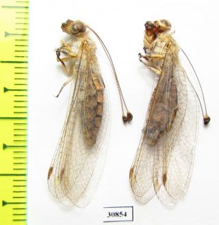 Neuroptera,  Ascalaphidae Sp. ,  Tajikistan