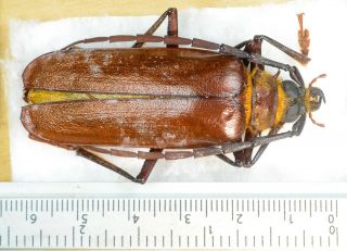 Derobrachus Dohrni A1 Unmounted Coleoptera Cerambycidae Prionidae Prioninae