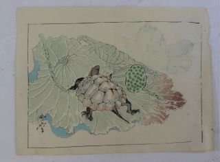 Flower,  Turtle :japanese Print,  Kyosai