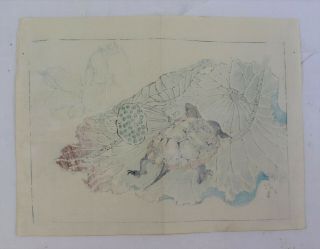 Flower,  turtle :Japanese print,  Kyosai 2