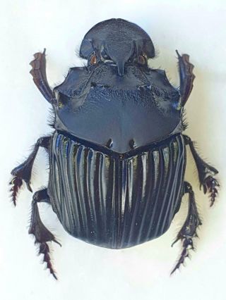 Sulcophanaeus Faunus Huge Xxl Size 39mm,  Scarabaeidae Peru