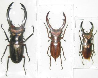 Lucanidae Cyclommatus Elaphus Or Truncatus Trio A1 Big Male 77mm (indonesia)