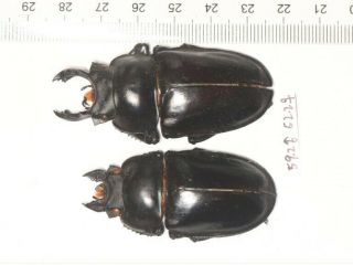 Lucanidae Neolucanus Sp.  P Nw Yunnan