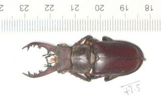 Lucanidae Lucanus Sp.  47.  5mm Heilongjiang