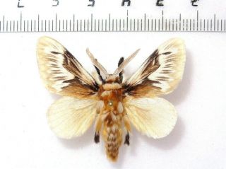 Arctiidae Zygaenidae Noctuidae Moths Sp.  105,  Honduras.  40 Mm