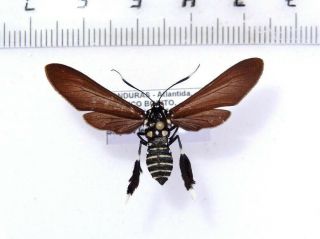 Arctiidae Zygaenidae Noctuidae Moths Sp.  111,  Honduras.  36 Mm Fantastic