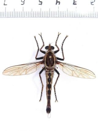 Giant Fly Asilidae Diptera Sp.  2,  Zanzibar,  Wingspan 47 Mm