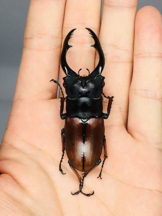 Prosopocoilus Astacoides From Indonesia 68mm Lucanidae