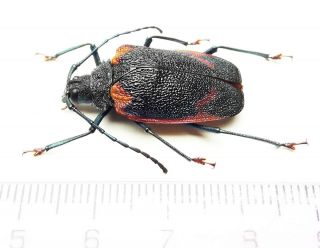 Cerambycidae 294 Pyrodes Sp - San Martin Region - Dec 2020