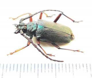 Cerambycidae 261 Pyrodes Sp Loreto Region - Dec 2020