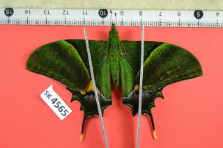 Sk 4565 Unmounted Butterfly Teinopalpus Imperialis Herteri Central Vn