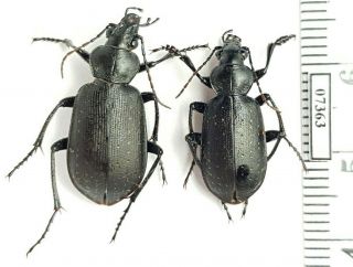 Carabidae Calosoma (campalita) Maderae ?ranicum Iri,  Hormozgan Pair