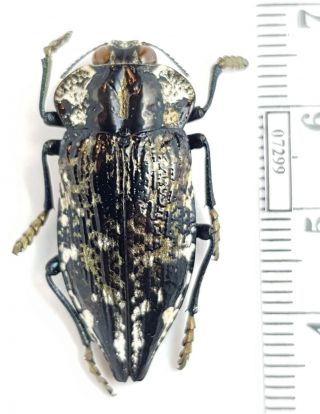 Buprestidae Polybothris Lelieurii Madagascar (with Gps - Data)