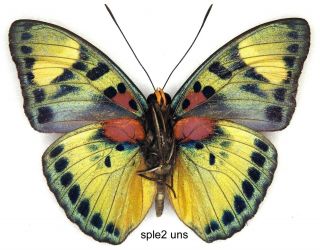 Butterfly - 1 X Mounted Scarce Male Euphaedra Splendens (a1 -)