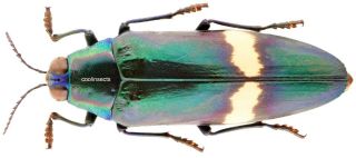 Insect - Buprestidae Chrysochroa Tonkinensis - Vietnam - 48mm.