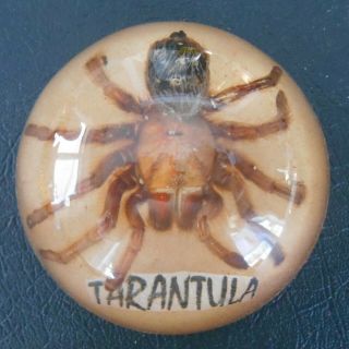 Vintg Large Furry Tarantula Spider Taxidermy Specimen Acrylic Lucite Paperweight