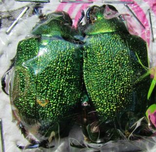 Very Rare Shining Leaf Chafer Beetle Chrysophora Chrysochlora Pair Fast From Usa