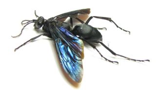 Hymenoptera Sp. ,  South Africa Rep.