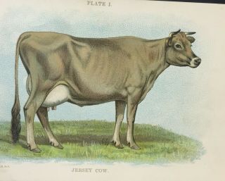 Vintage Jersey Cow Lithograph Bovine Cattle 1898 Rare Art Print