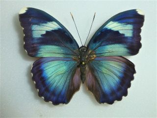 Fantastic Euphaedra Diffusa Female Nymphaliidae Nymphalidae Cameroon