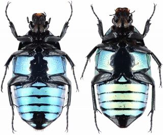 Insect - Cetonidae Euchroea Coelestis - Madagascar - Pair 30mm,  / -.