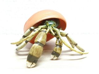 Takara Kaiyodo Realistic Hermit Crab Animal Figure Detailed W/removable Shell