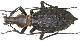 14.  Carabidae - Carabus (coptolabrus) Ignimetalla Ssp.  Guangxicolla.  Male