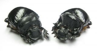Heliocopris Hamadryas Pair With Male And Female 48mm (scarabaeidae)