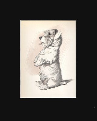 Gorgeous Sealyham Terrier Dog By Cecil Aldin 1930 Lithograph Print 9x12 Mat