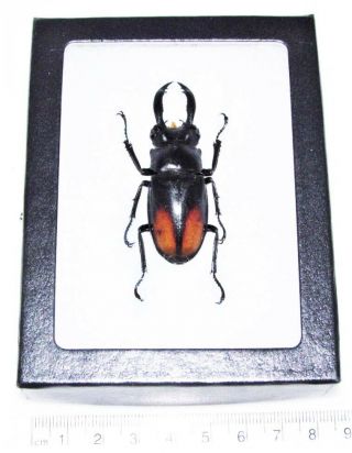 Hexarthrius Parryi Paradoxus Real Framed Stag Beetle Sumatra Indonesia