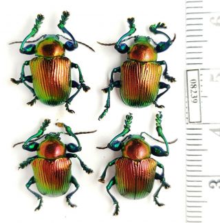 Chrysomelidae,  Eumolpinae Sp.  1 Madagascar 4 Ex.
