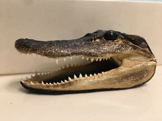 Alligator Head 5 - 6 Inches Real Gator American Taxidermy Reptile