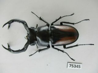 75345 Lucanidae: Rhaetulus Crenatus.  Vietnam North.  59mm