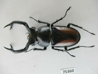 75360 Lucanidae: Rhaetulus Crenatus.  Vietnam North.  60mm