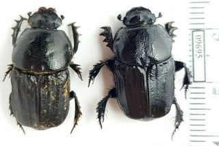 Scarabaeidae Cheironitis Sterculius Se Kazakhstan Pair