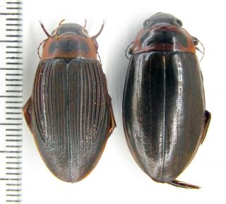 Dytiscidae Dytiscus Lapponicus Lapponicus Nw Russia Pair