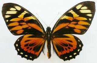 Papilio Zagreus Batesi Male From Dept.  Loreto,  Peru