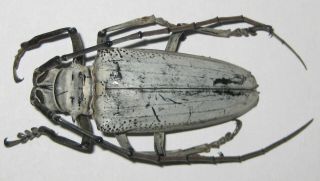 Cerambycidae Rosenbergia Vetusta A1 - 52mm (west Papua)