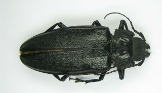Physopleurus Longiscapus Female 75mm (cerambycidae)