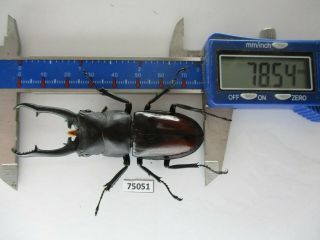 75051 Lucanidae: Hexarthrius Importantisi?.  Vietnam.  Kontum.  78mm