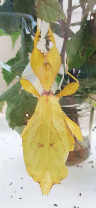 Rare Eggs Of Leaf Insect Phyllium Togeloense " Galela " From Yellow Female X30