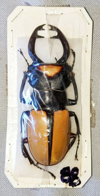 Beetle - Odontolabis Lacordairei Male 78mm,  - From Sumatra