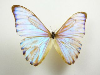 , Entomology,  Butterfly: Morpho Aurora Aurora Male Bolivia,