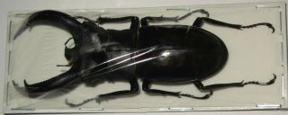 Hexarthrius Rhinoceros Chaudoiri Male 84mm (lucanidae)