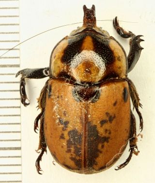 Scarabaeidae Rutelinae Ceroplophana Modigliani N Sumatra