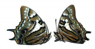 Nymphalidae.  1 Pair Polyura Pyrrhus Buruanus.  Buru Is