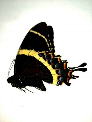 Papilio Garamas Garamas In A1