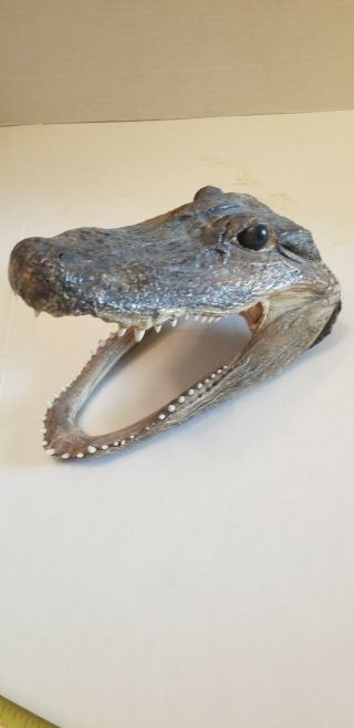 Souvenir Alligator Head From Florida