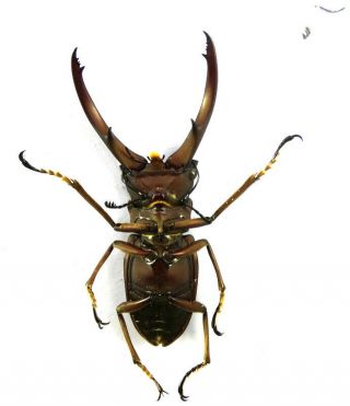 Beetles,  (fs96),  Lucanidae,  Cyclommatus Sp. ,  P.  N.  G.