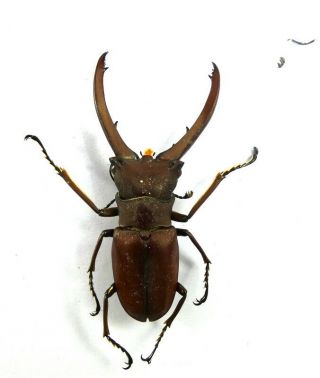 BEETLES,  (FS96),  Lucanidae,  Cyclommatus sp. ,  P.  N.  G. 2